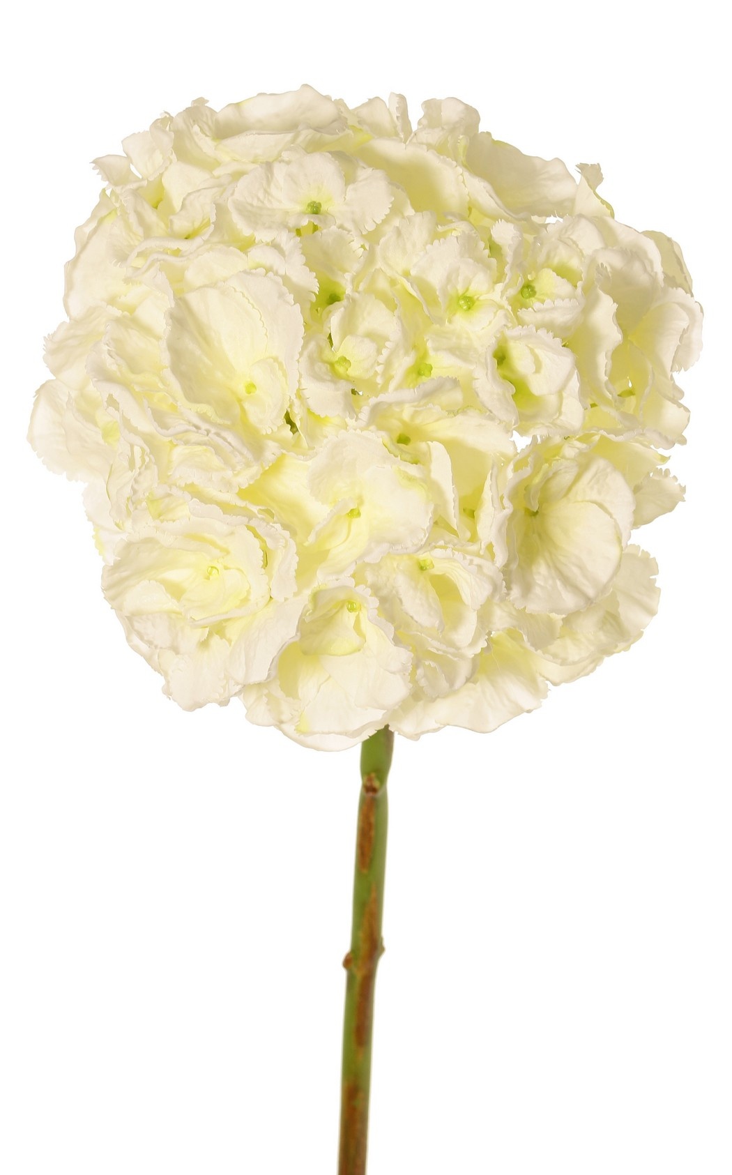 Hortensia (Hydrangea) 'Max', 1 grote bloem Ø 20 cm (99 bloemen), plastic tube steel, 64 cm