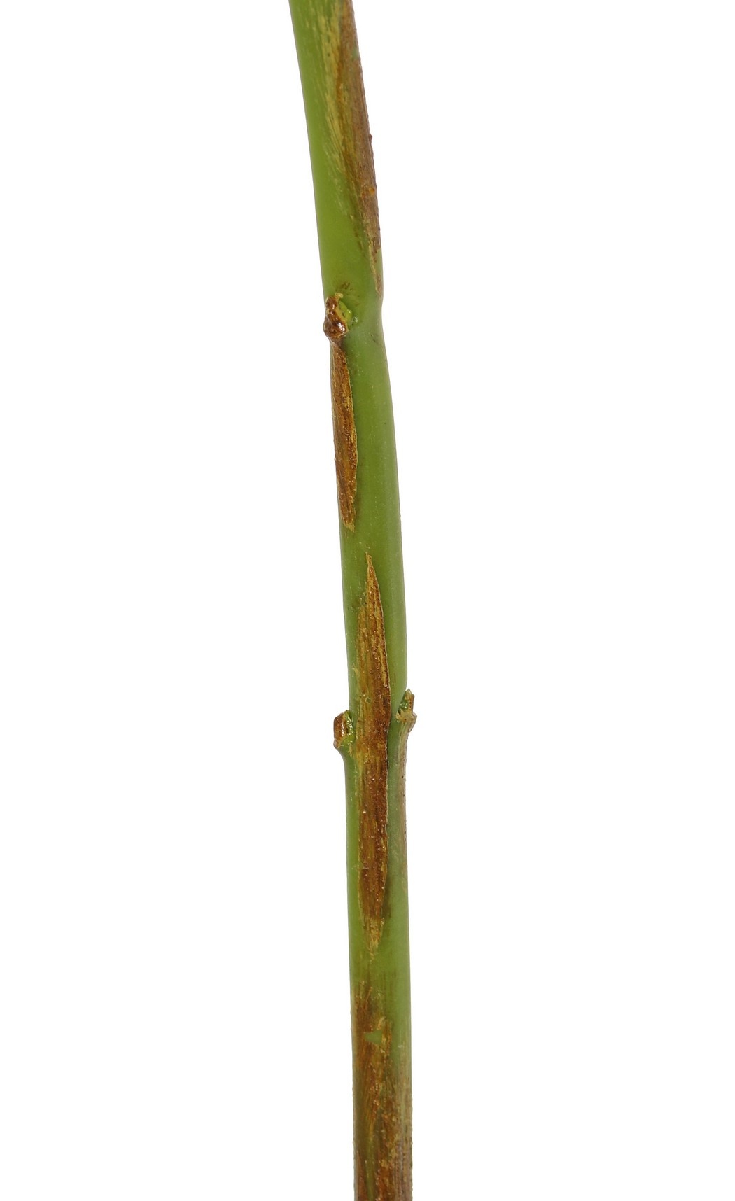 Hortensia (Hydrangea) 'Max', 1 grote bloem Ø 20 cm (99 bloemen), plastic tube steel, 64 cm