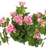 Geranium austríaco, 40cm, Ø40cm