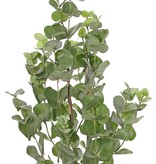 Eucalyptusplant (Gomboom) 'Top green' met 204 bladeren, 75 cm