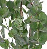 Eucalyptusplant (Gomboom) 'Top green' met 204 bladeren, 75 cm
