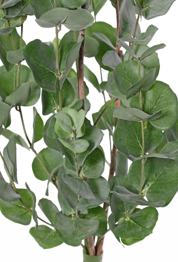 Eucalyptusplant (Gomboom) 'Top green' met 204 bladeren, 75 cm