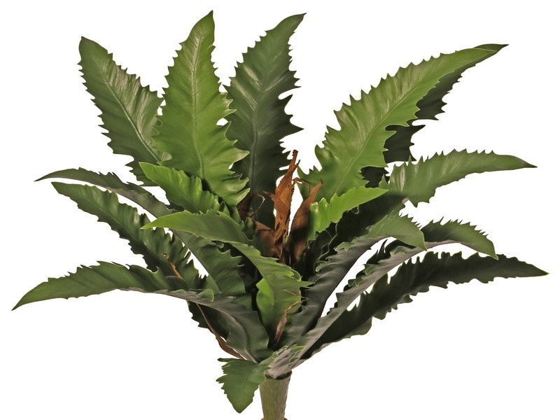 Asplenium 'Dakila' (helecho nido de pájaro), con 16 hojas de plástico, Ø 35 cm - resistente de rayos UV