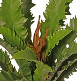Asplenium 'Dakila' (Bird's Nest Fern), with 16 plastic leaves, Ø 35 cm - UV safe