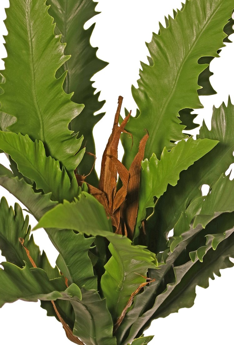 Asplenium 'Dakila' (Bird's Nest Fern), with 16 plastic leaves, Ø 35 cm - UV safe