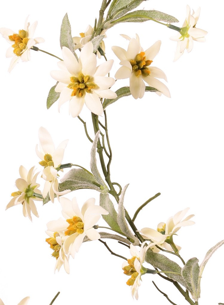 Edelweiss (Leontopodium) slinger, met 72 bloemen (37L/ 34M) & 36 bladtoeven (108 totaal), 180 cm