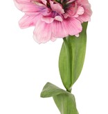 Tulp (Tulipa) parrot 'Garden Art', open, 1 bloem Ø 13 cm, 2 bladeren 21 x 7,5 cm, 64 cm