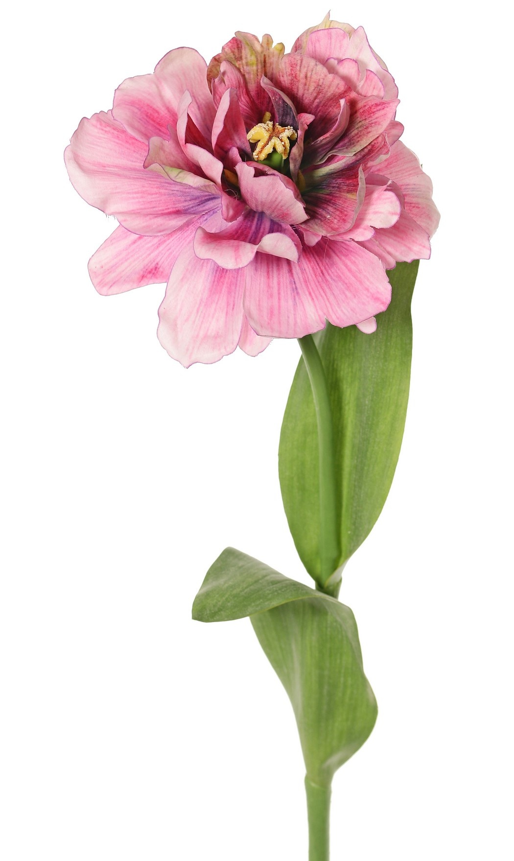 Tulip (Tulipa) parrot 'Garden Art', open, Ø 13 cm, 2 leaves: 21 x 7,5 cm, 64 cm