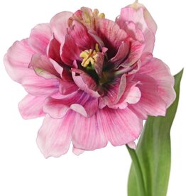 Tulip (Tulipa) parrot 'Garden Art', open, Ø 13 cm, 2 leaves: 21 x 7,5 cm, 64 cm