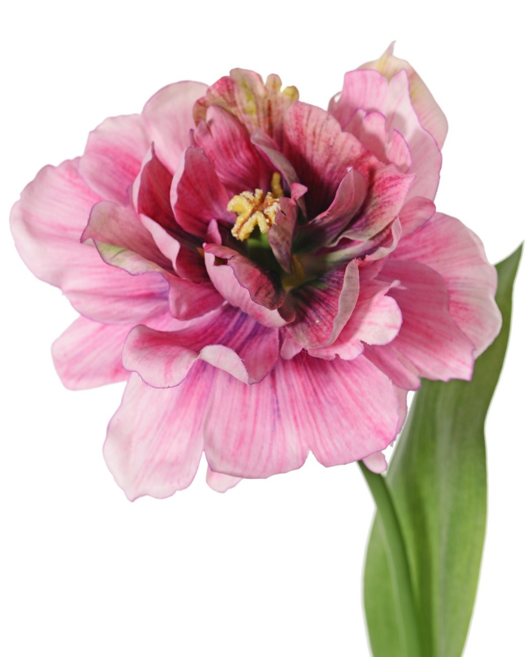Tulip (Tulipa) parrot 'Garden Art', open, Ø 13 cm, 2 leaves: 21 x 7,5 cm, 64 cm