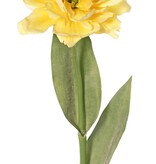 Tulp (Tulipa) parrot 'Garden Art', open, 1 bloem Ø 13 cm, 2 bladeren 21 x 7,5 cm, 64 cm