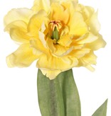 Tulip (Tulipa) parrot 'Garden Art', open, Ø 13 cm, 2 leaves: 21 x 7,5 cm, 64 cm