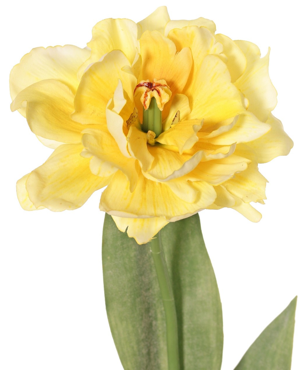 Tulip (Tulipa) parrot 'Garden Art', open, Ø 13 cm, 2 leaves: 21 x 7,5 cm, 64 cm