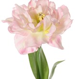 Tulip (Tulipa) parrot 'Garden Art', open, Ø 13 cm, 2 leaves: 21 x 7,5 cm, 64 cm