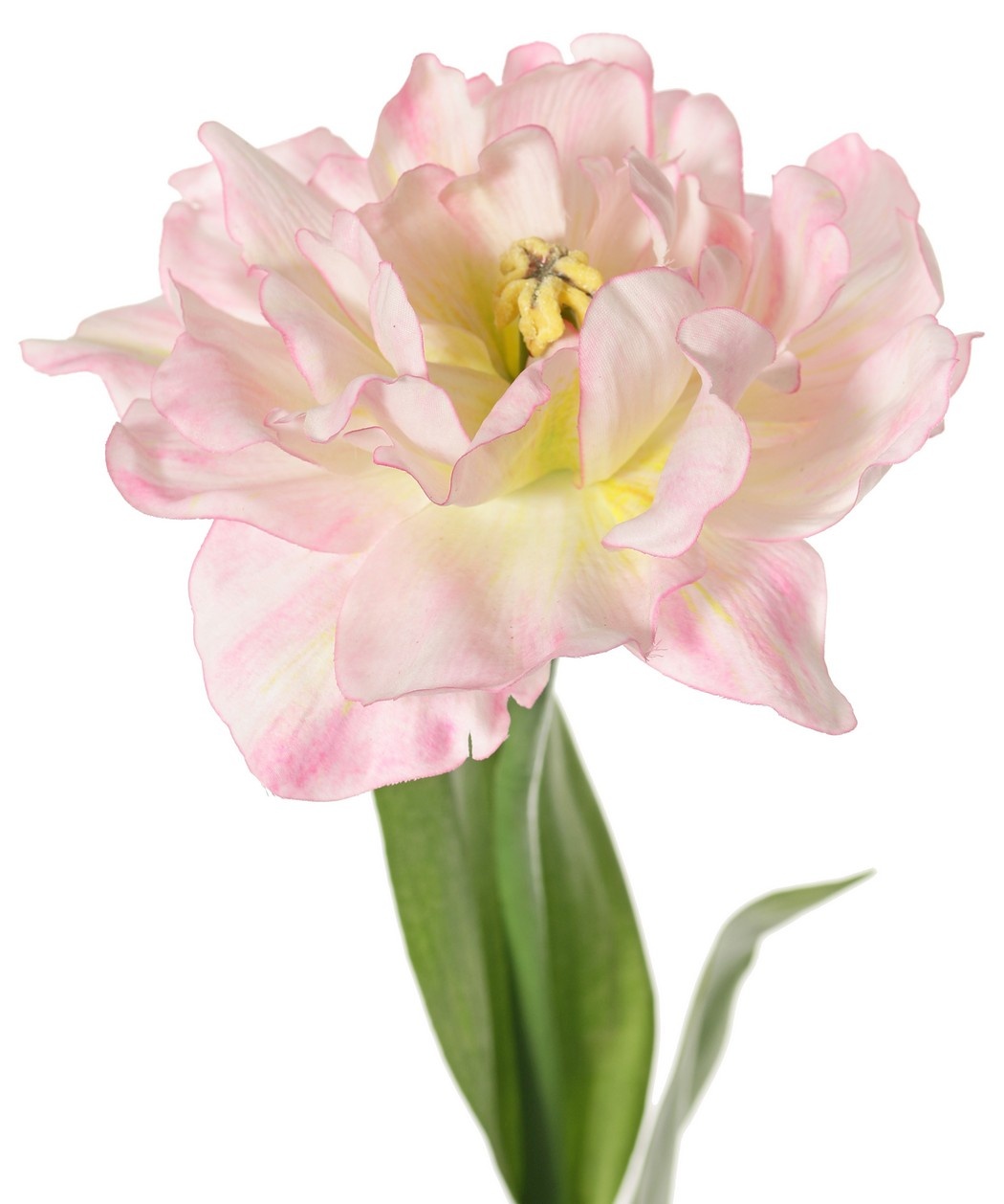 Tulip (Tulipa) parrot 'Garden Art', open, Ø 13 cm, 2 leaves: 21 x 7,5 cm, 64 cm