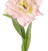 Tulip (Tulipa) parrot 'Garden Art', open, Ø 13 cm, 2 leaves: 21 x 7,5 cm, 64 cm