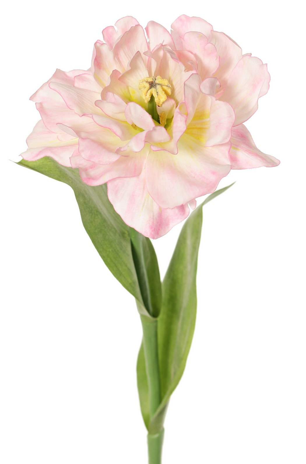 Tulip (Tulipa) parrot 'Garden Art', open, Ø 13 cm, 2 leaves: 21 x 7,5 cm, 64 cm