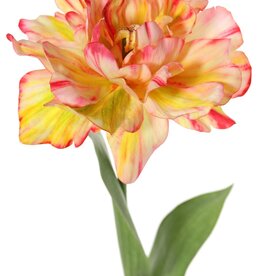 Tulip (Tulipa) parrot 'Garden Art', open, Ø 13 cm, 2 leaves: 21 x 7,5 cm, 64 cm