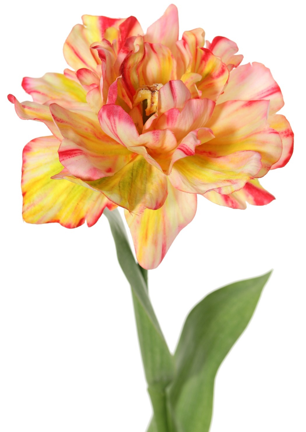 Tulp (Tulipa) parrot 'Garden Art', open, 1 bloem Ø 13 cm, 2 bladeren 21 x 7,5 cm, 64 cm