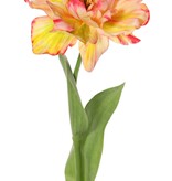 Tulp (Tulipa) parrot 'Garden Art', open, 1 bloem Ø 13 cm, 2 bladeren 21 x 7,5 cm, 64 cm