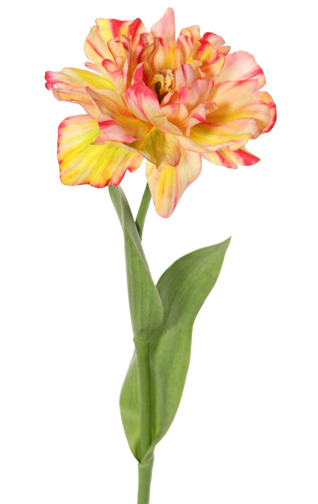 Tulipa (Tulipa) parrot 'Garden Art', Ø 13 cm, 2 hojas: 21 x 7,5 cm, 64 cm