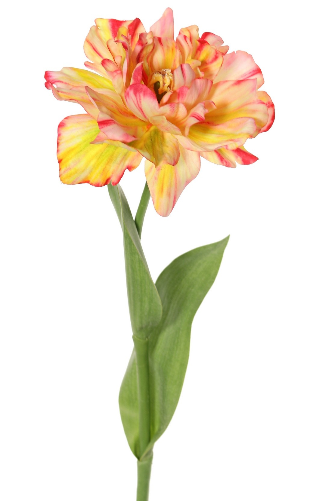 Tulpe (Tulipa) parrot 'Garden Art', offen, Ø 13 cm, 2 Blätter: 21 x 7,5 cm, 64 cm