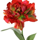 Tulp (Tulipa) parrot 'Garden Art', open, 1 bloem Ø 13 cm, 2 bladeren 21 x 7,5 cm, 64 cm