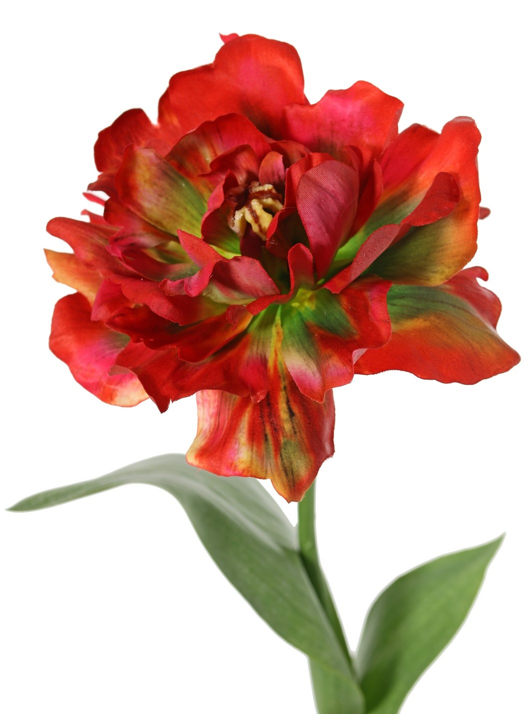 Tulip (Tulipa) parrot 'Garden Art', open, Ø 13 cm, 2 leaves: 21 x 7,5 cm, 64 cm
