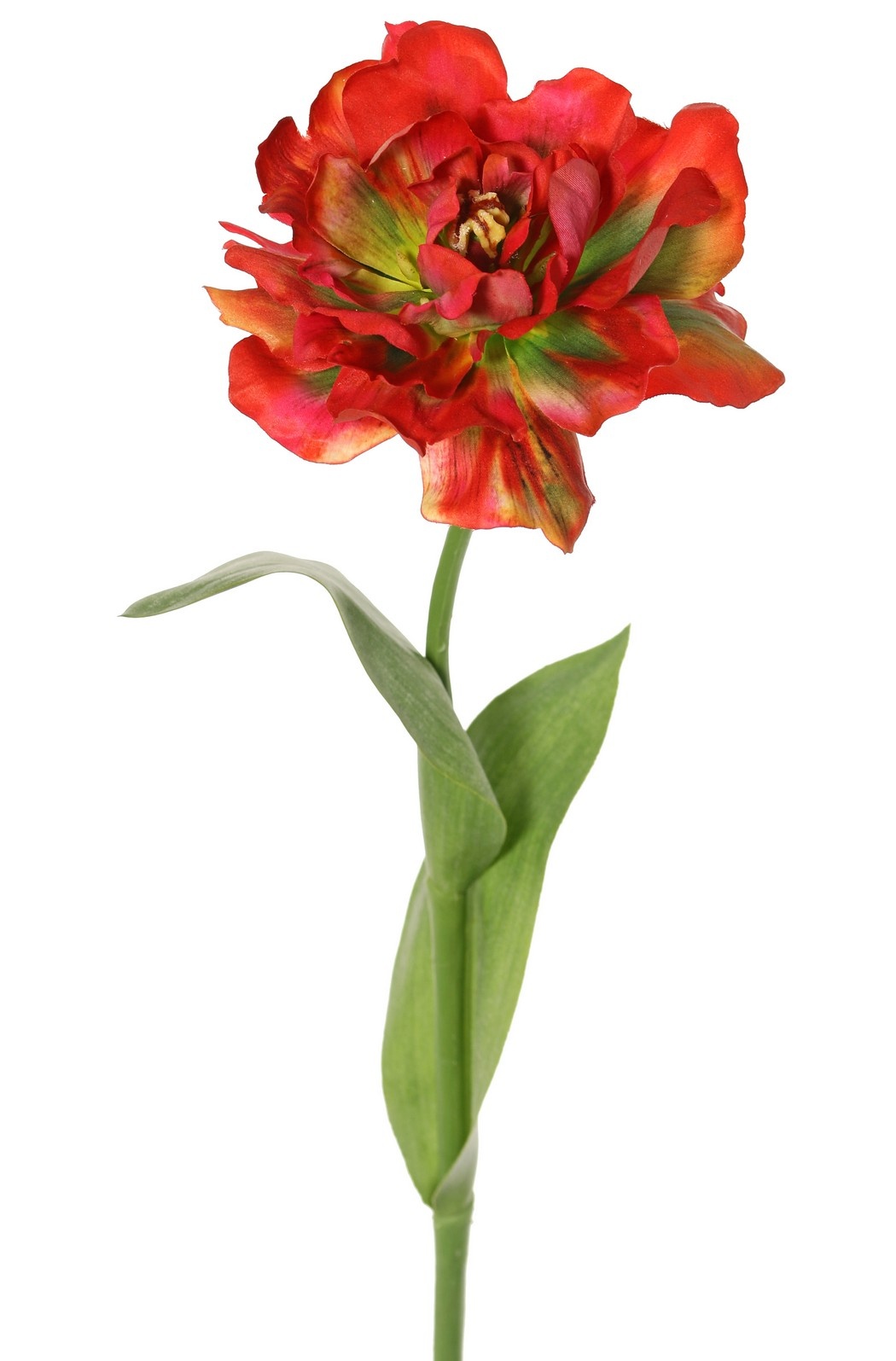 Tulpe (Tulipa) parrot 'Garden Art', offen, Ø 13 cm, 2 Blätter: 21 x 7,5 cm, 64 cm