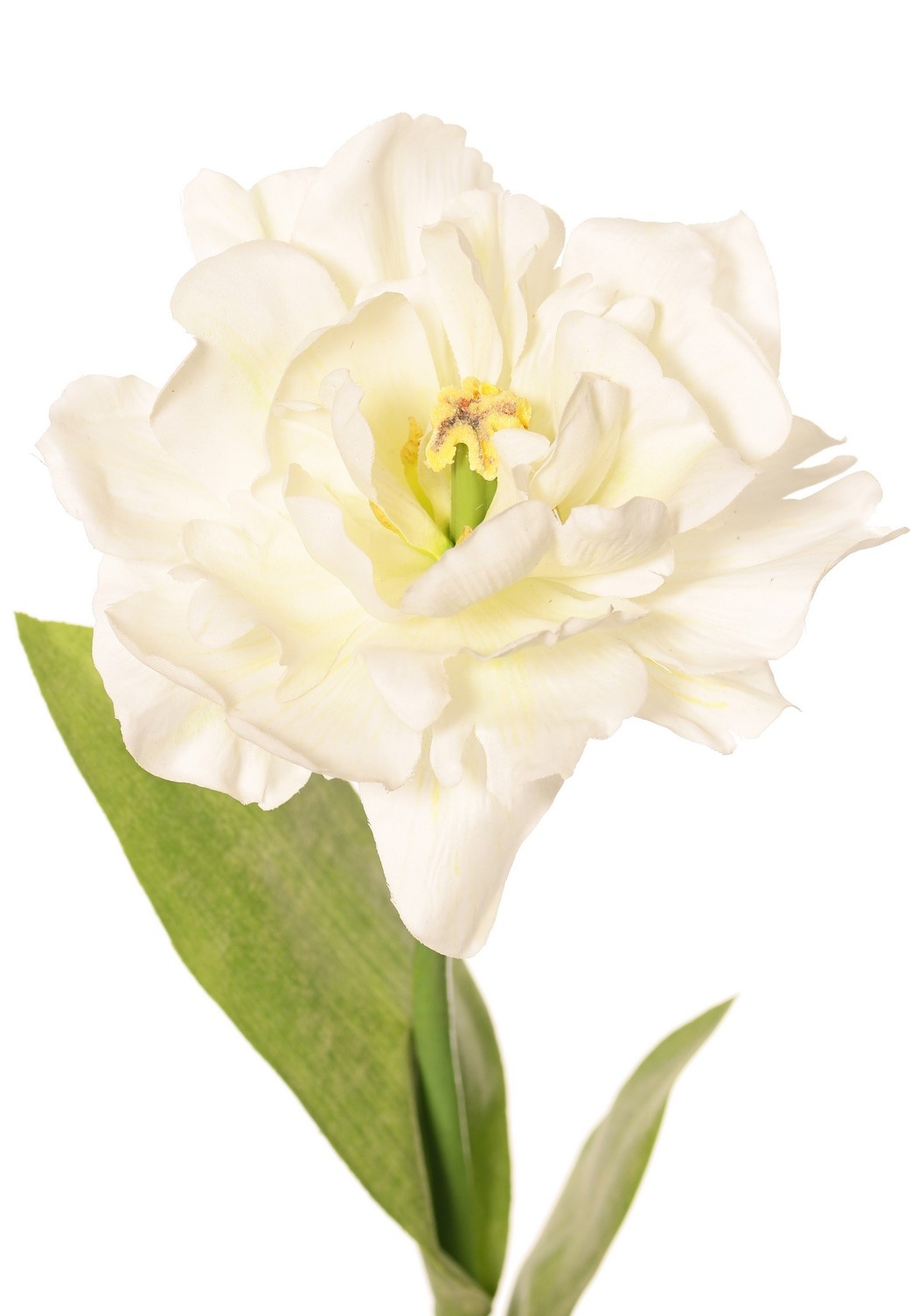 Tulip (Tulipa) parrot 'Garden Art', open, Ø 13 cm, 2 leaves: 21 x 7,5 cm, 64 cm