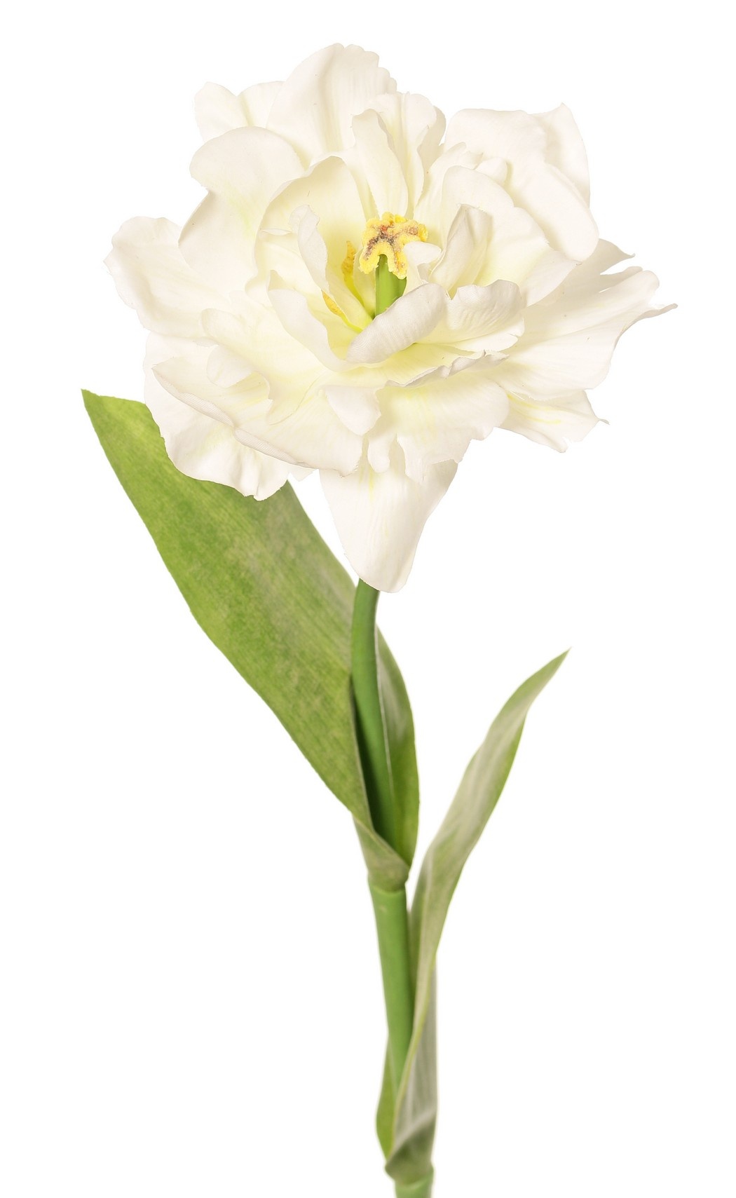Tulip (Tulipa) parrot 'Garden Art', open, Ø 13 cm, 2 leaves: 21 x 7,5 cm, 64 cm