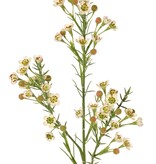 Flor de cera (Chamelaucium uncinatum) con 36 flores y 18 capullos de plástico 63 cm