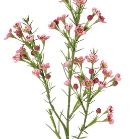 Wachsblume (Chamelaucium uncinatum) mit 36 Blüten & 18 Kunststoffknospen 63 cm