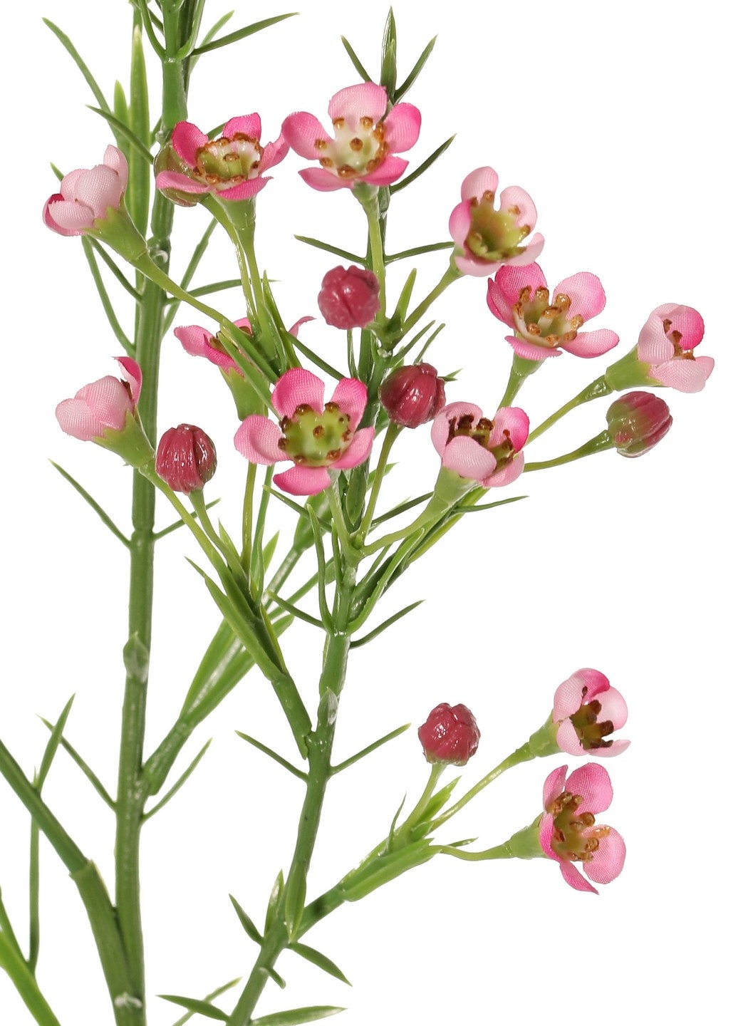 Wachsblume (Chamelaucium uncinatum) mit 36 Blüten & 18 Kunststoffknospen 63 cm