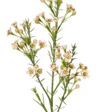 Wachsblume (Chamelaucium uncinatum) mit 36 Blüten & 18 Kunststoffknospen 63 cm