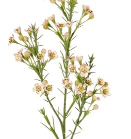 Wachsblume (Chamelaucium uncinatum) mit 36 Blüten & 18 Kunststoffknospen 63 cm