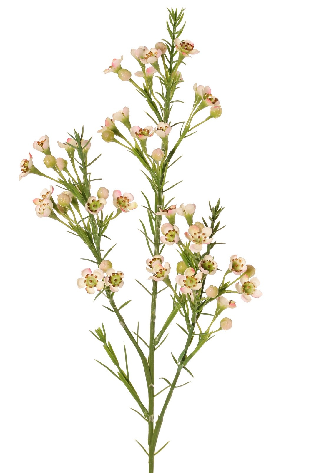 Wachsblume (Chamelaucium uncinatum) mit 36 Blüten & 18 Kunststoffknospen 63 cm