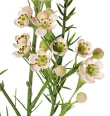 Wachsblume (Chamelaucium uncinatum) mit 36 Blüten & 18 Kunststoffknospen 63 cm