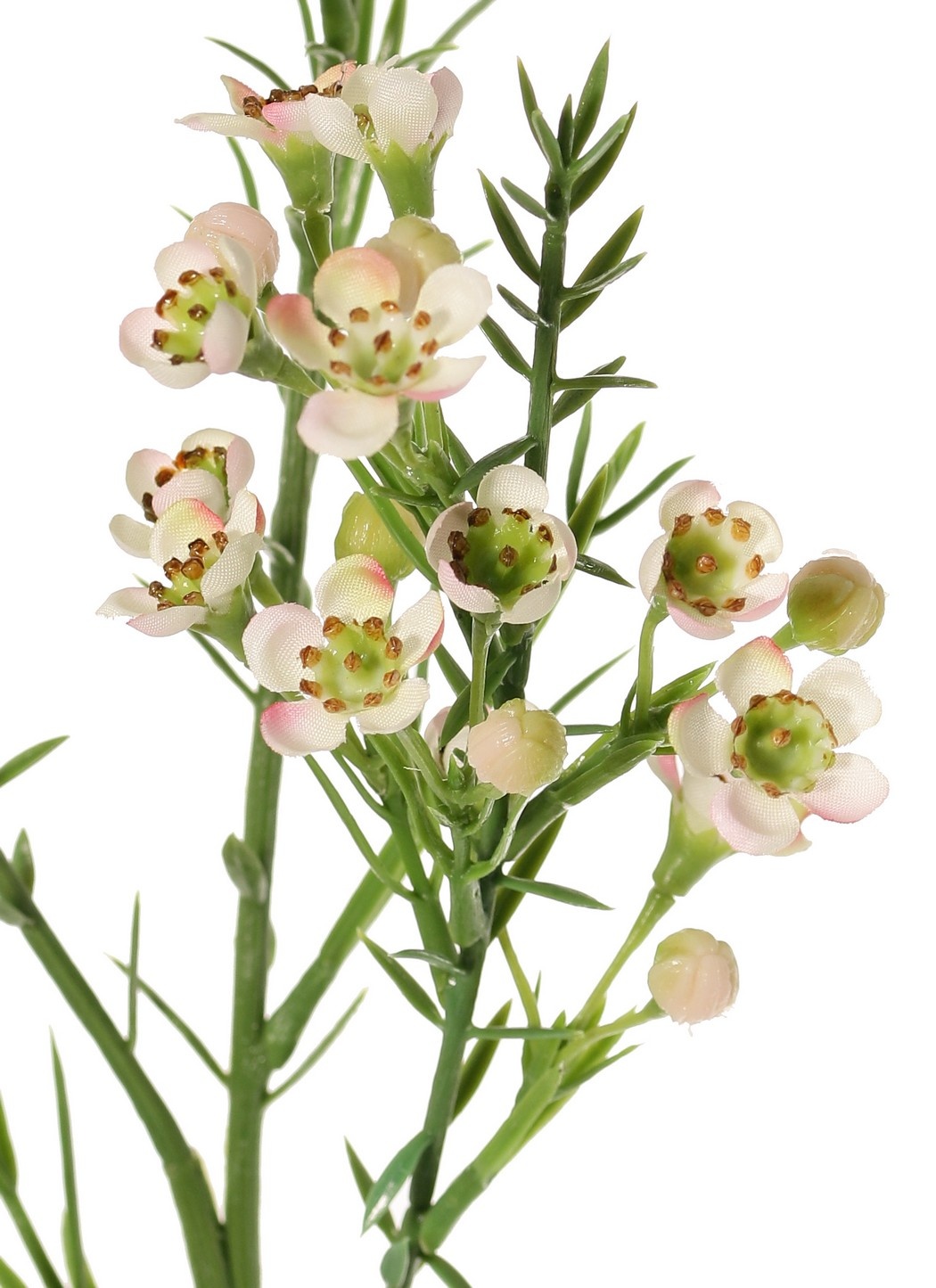 Wachsblume (Chamelaucium uncinatum) mit 36 Blüten & 18 Kunststoffknospen 63 cm