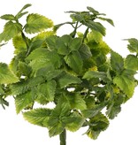 Muntplantje (Mentha) 7 uitlopers met 48 plastic bladeren, 20 cm