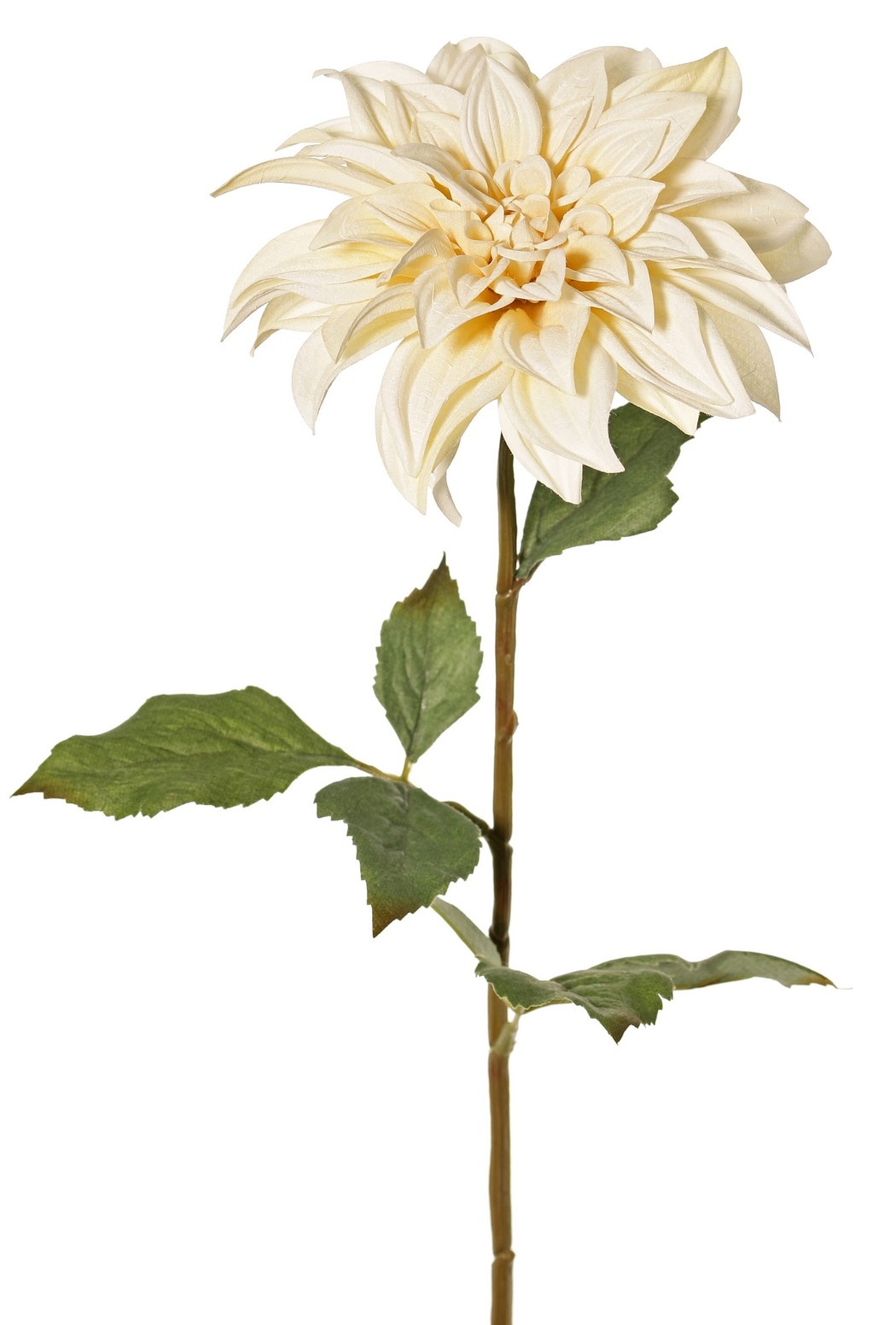 Dahlia 'Green Fall' met 1 bloem, Ø 15 cm, 7 bladeren, 66 cm