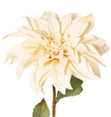 Dahlia 'Green Fall' met 1 bloem, Ø 15 cm, 7 bladeren, 66 cm