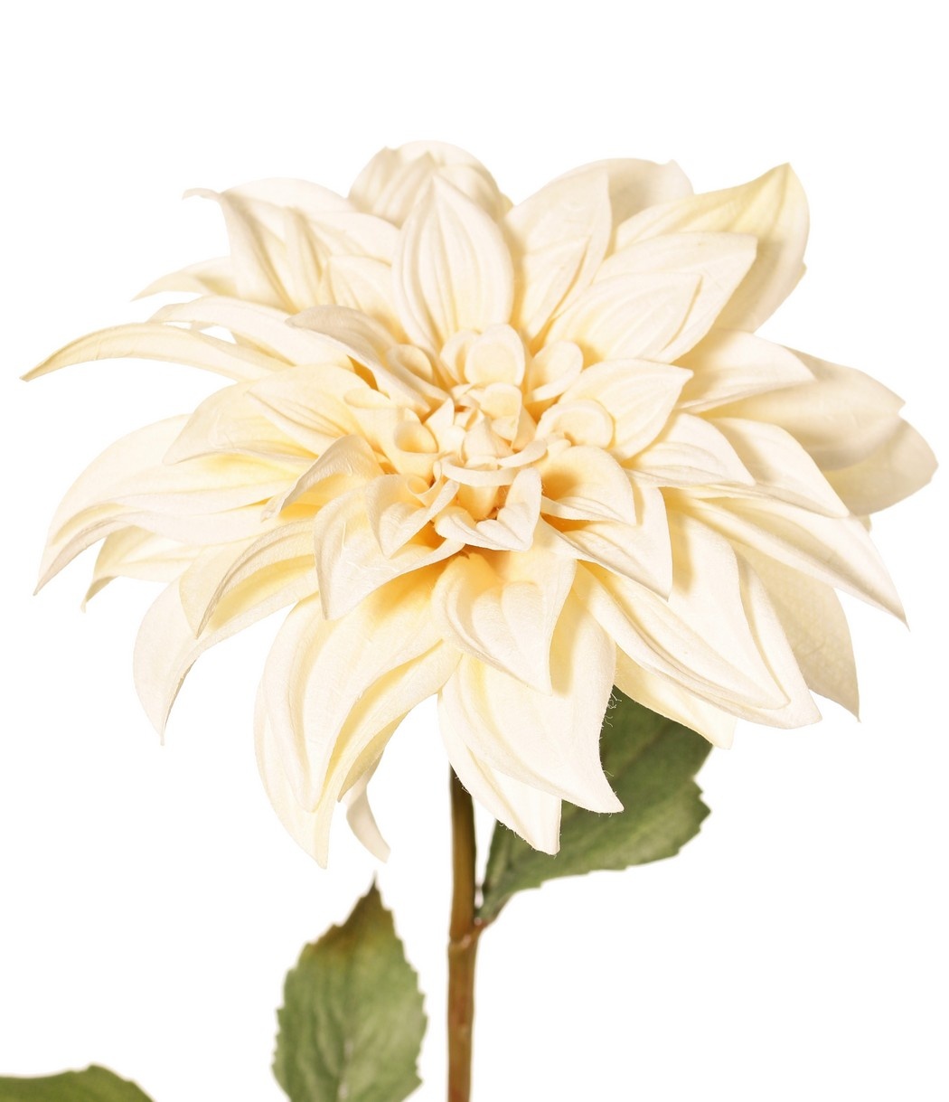 Dahlia 'Green Fall' met 1 bloem, Ø 15 cm, 7 bladeren, 66 cm