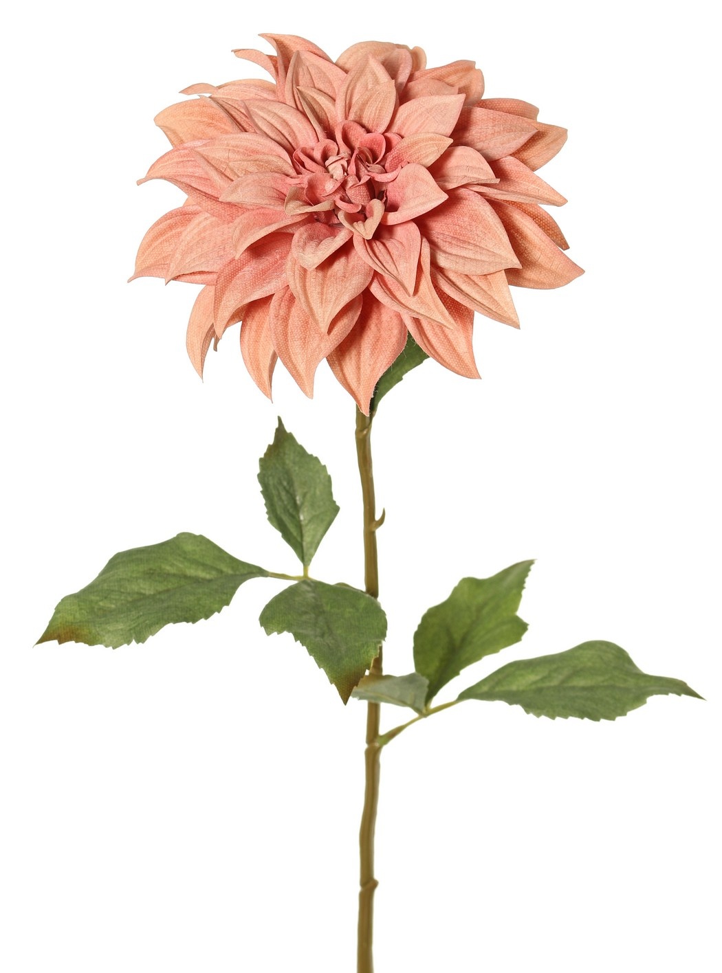 Dahlia 'Green Fall' met 1 bloem, Ø 15 cm, 7 bladeren, 66 cm