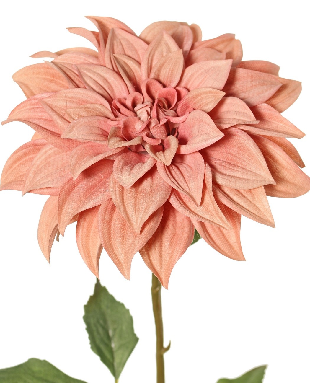 Dahlia 'Green Fall' met 1 bloem, Ø 15 cm, 7 bladeren, 66 cm