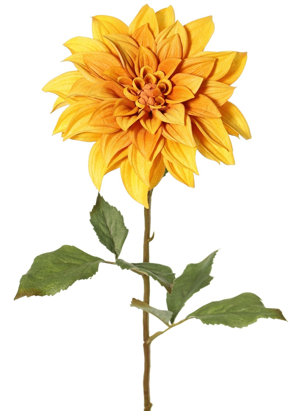 Dahlia 'Green Fall' met 1 bloem, Ø 15 cm, 7 bladeren, 66 cm