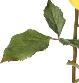 Dahlia 'Green Fall' with 1 flower, Ø 15 cm, 7 leaves, 66 cm