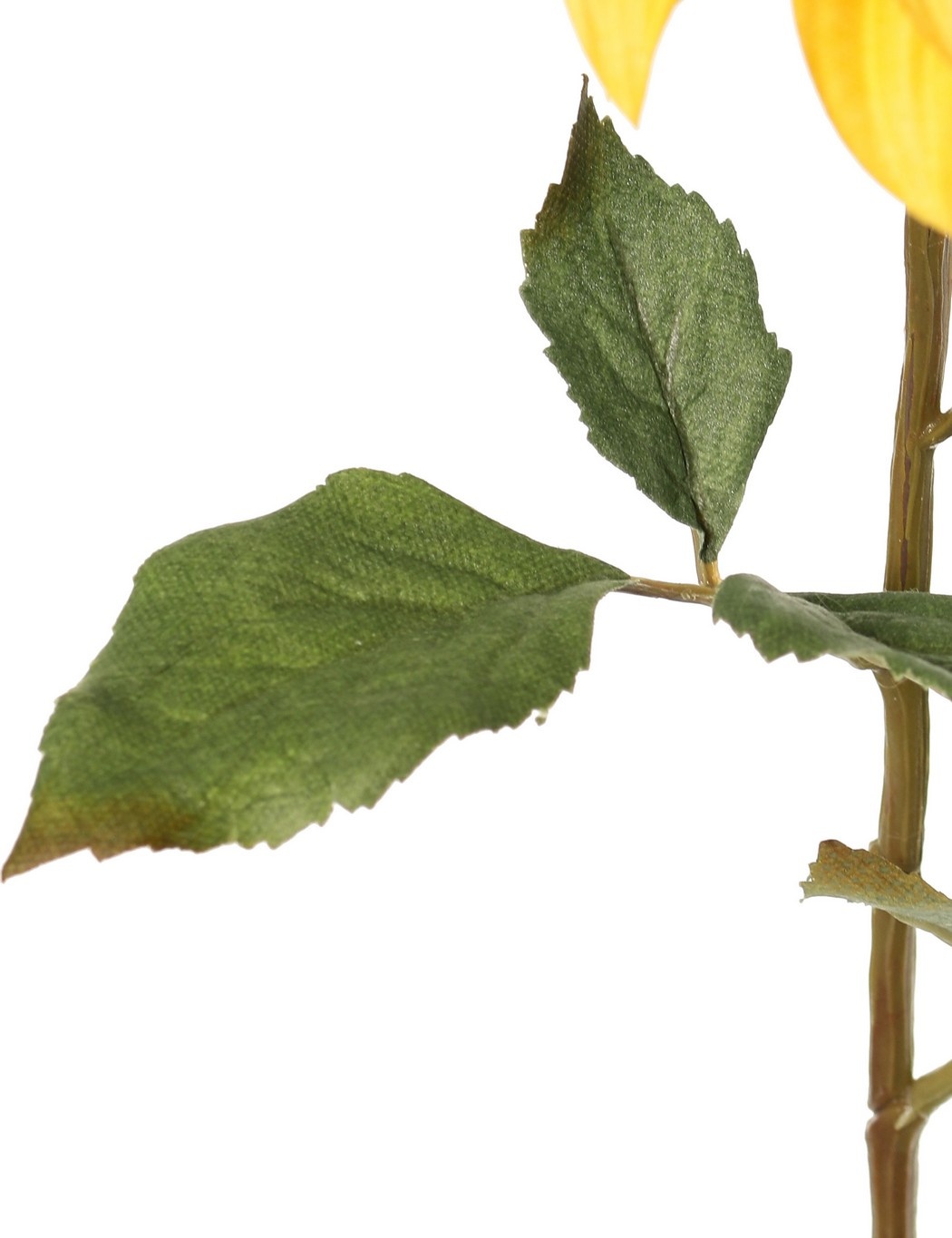 Dahlia 'Green Fall' with 1 flower, Ø 15 cm, 7 leaves, 66 cm
