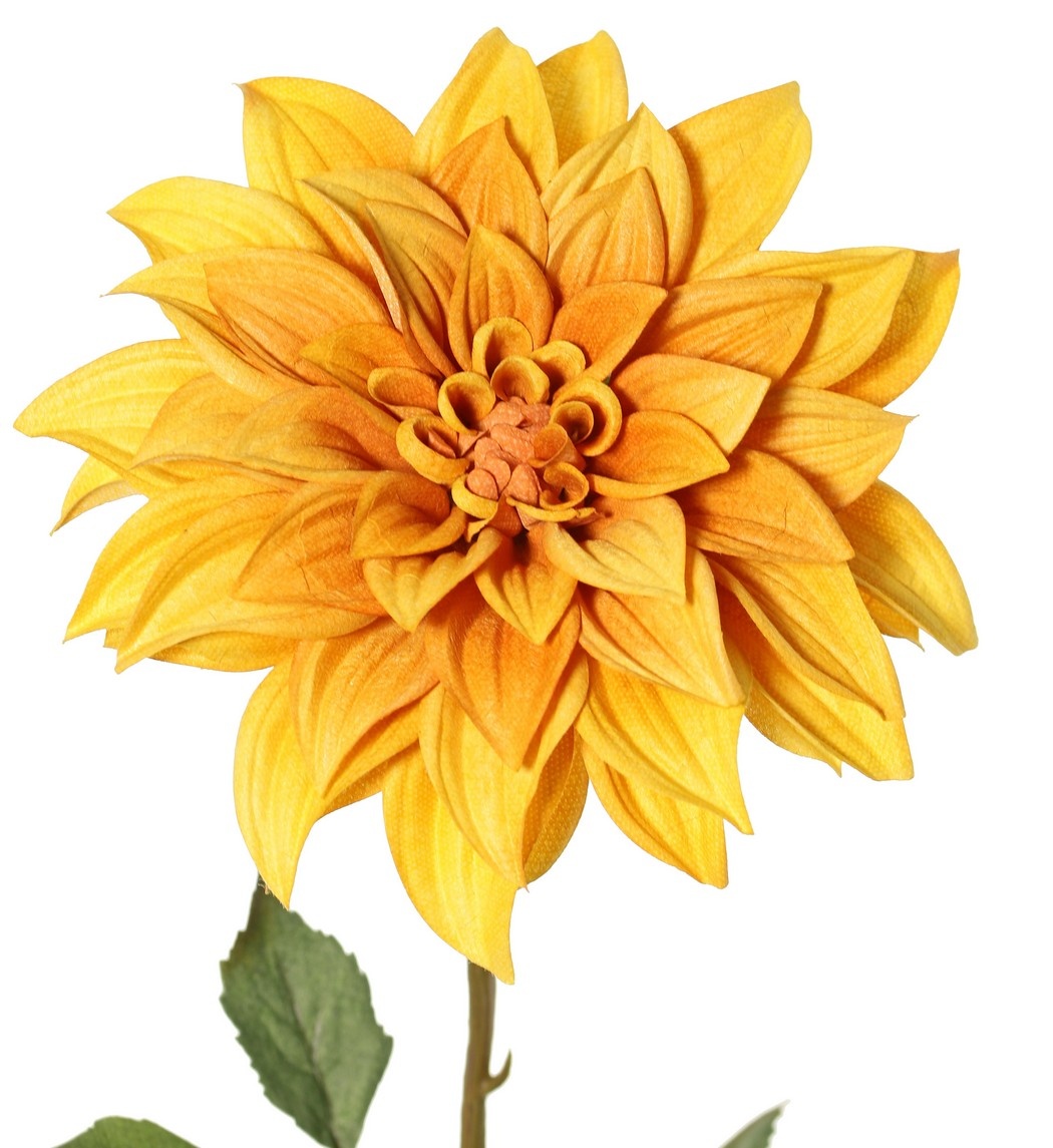 Dahlia 'Green Fall' met 1 bloem, Ø 15 cm, 7 bladeren, 66 cm