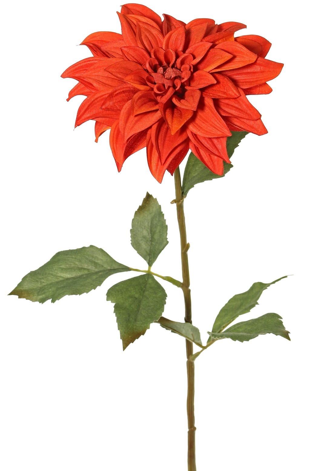 Dahlia 'Green Fall' met 1 bloem, Ø 15 cm, 7 bladeren, 66 cm